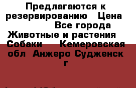 Предлагаются к резервированию › Цена ­ 16 000 - Все города Животные и растения » Собаки   . Кемеровская обл.,Анжеро-Судженск г.